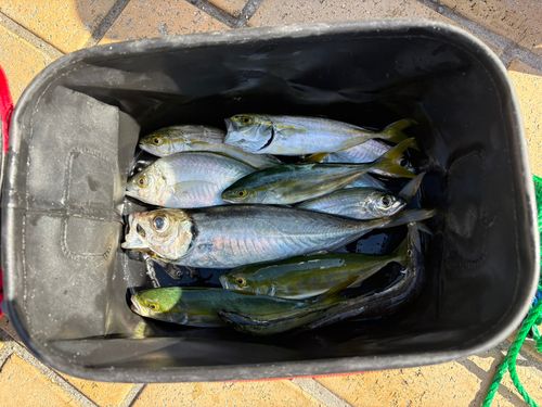 アジの釣果