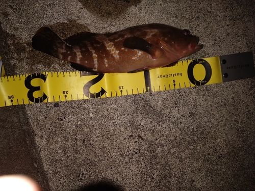 キジハタの釣果