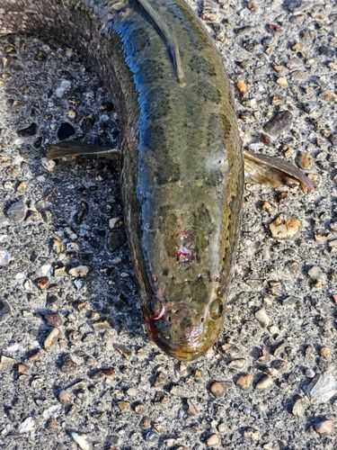 ライギョの釣果