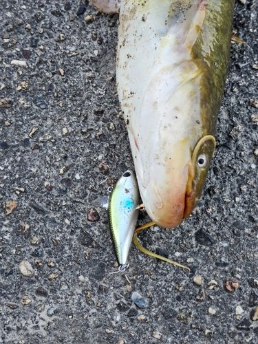 ニホンナマズの釣果