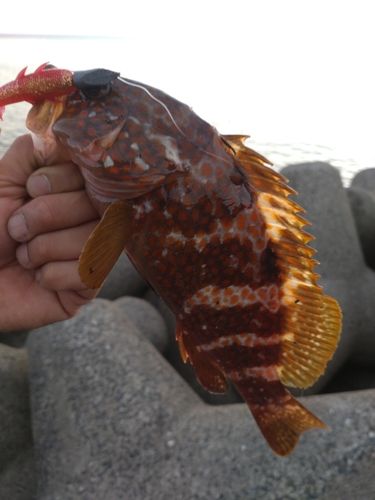 キジハタの釣果