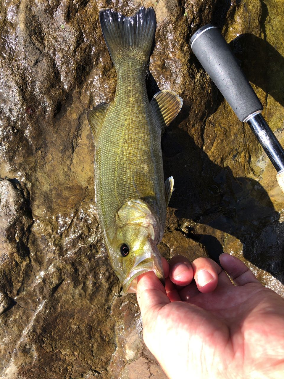 スモールマウスバス