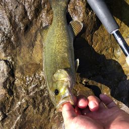 スモールマウスバス