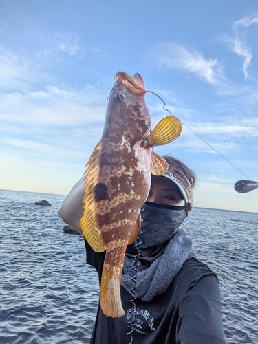 キジハタの釣果