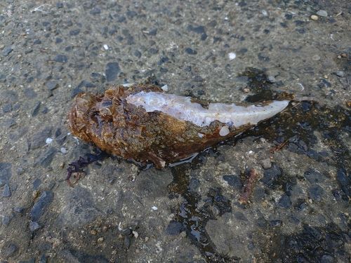 オニオコゼの釣果