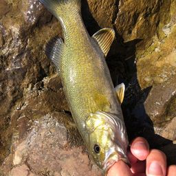 スモールマウスバス