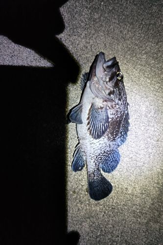 クロソイの釣果