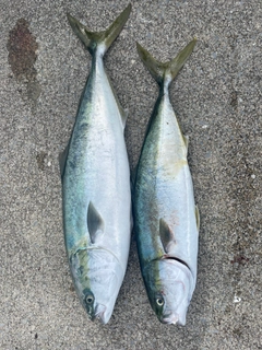 ブリの釣果