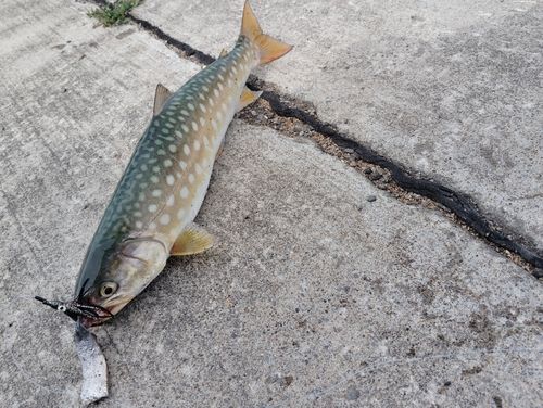 アメマスの釣果