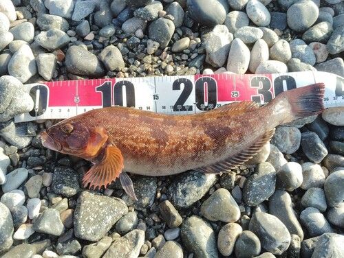 アイナメの釣果