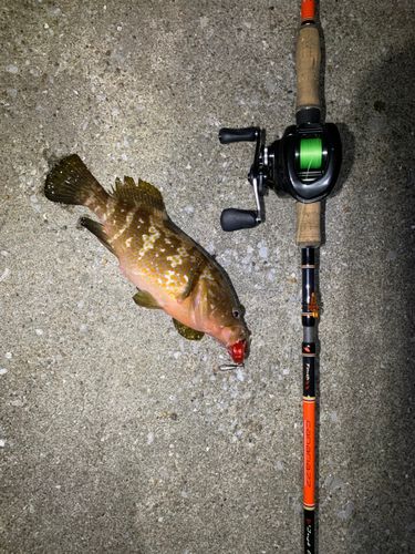 キジハタの釣果