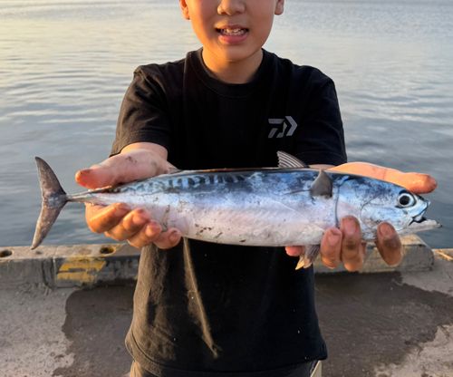 ソウダガツオの釣果
