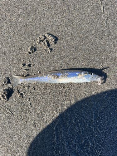 キスの釣果