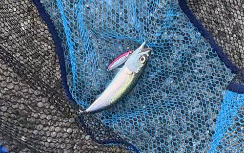 サバの釣果