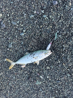 ワカシの釣果