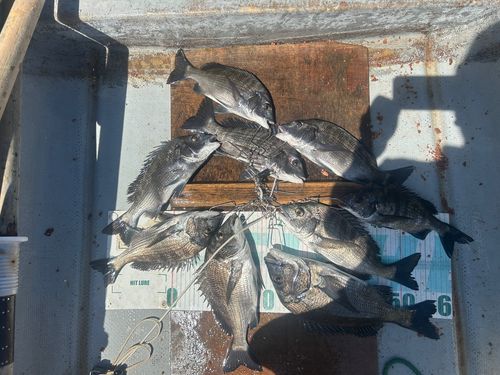 クロダイの釣果
