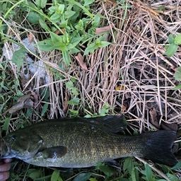 スモールマウスバス