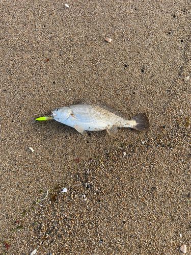 イシモチの釣果