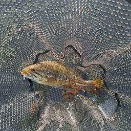 スモールマウスバス