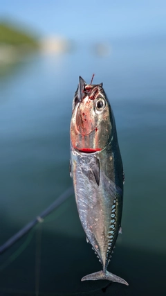 ソウダガツオの釣果