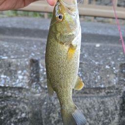 スモールマウスバス