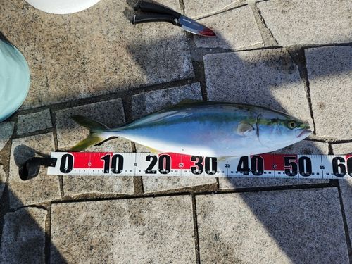 ハマチの釣果