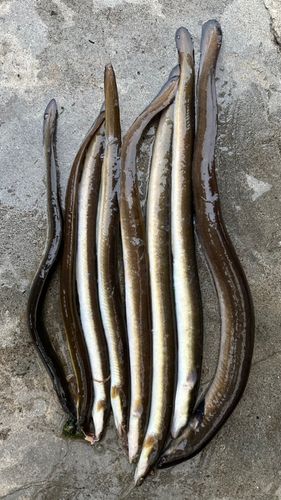 ニホンウナギの釣果