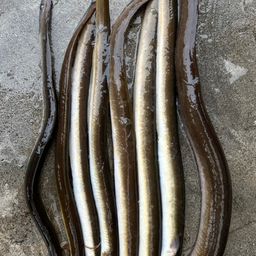 ニホンウナギ