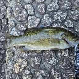 スモールマウスバス