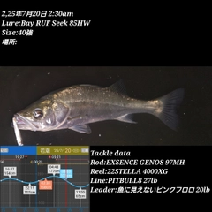 シーバスの釣果