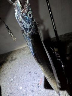 タチウオの釣果
