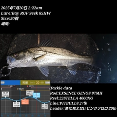 シーバスの釣果