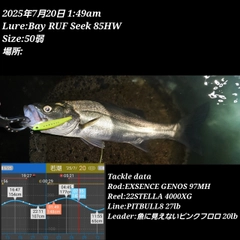 シーバスの釣果