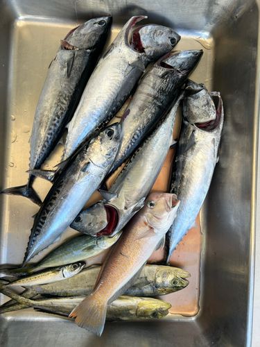 ソウダガツオの釣果