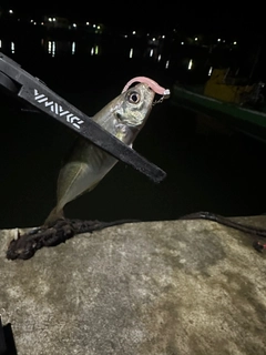 マアジの釣果