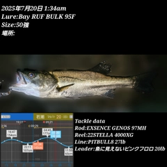 シーバスの釣果