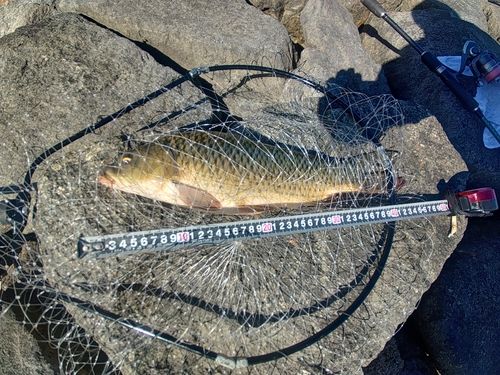 コイの釣果