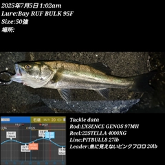 シーバスの釣果