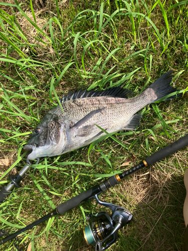 チヌの釣果