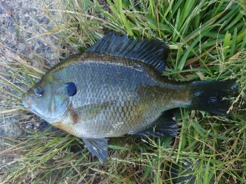 ブルーギルの釣果
