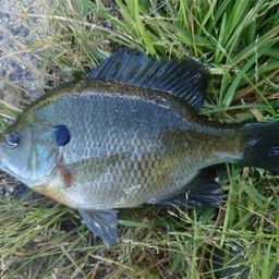 ブルーギル