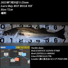 シーバスの釣果