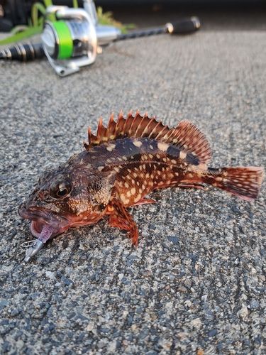 カサゴの釣果