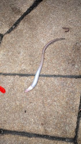 アナゴの釣果