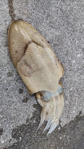 コウイカの釣果