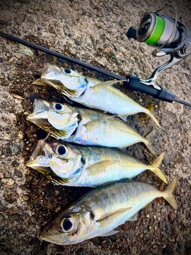 アジの釣果