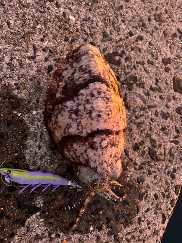 コウイカの釣果