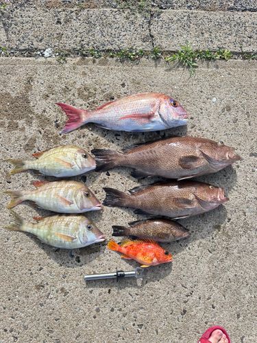 タイの釣果