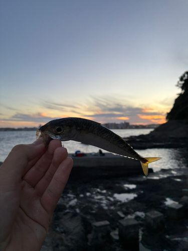 サバ