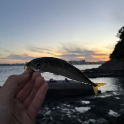 サバ
